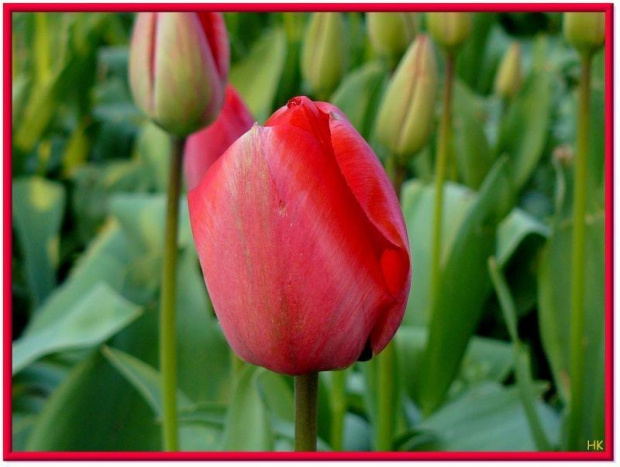 jeszcze jeden,zawsze piekny,dostojny zwiastun wiosny #wiosna #tulipan #kwiat