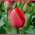 jeszcze jeden,zawsze piekny,dostojny zwiastun wiosny #wiosna #tulipan #kwiat
