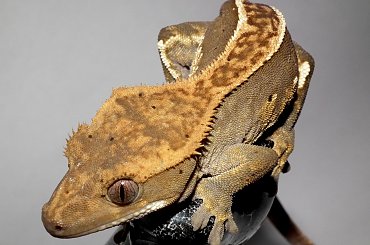 #CrestedGecko #GekonOrzęsiony #RhacodactylusCiliatus