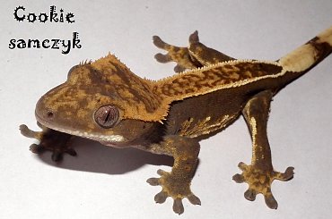 #CrestedGecko #GekonOrzęsiony #RhacodactylusCiliatus