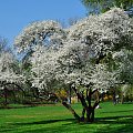 Kwitnące drzewo w parku #kwiat #drzewo #biały #białe