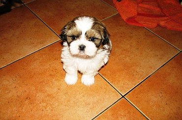 śliczności :) Shih Tzu #Psy #zwierzęta #szczeniaczki #ShihTzu