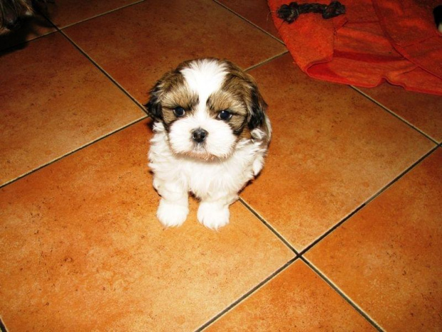 śliczności :) Shih Tzu #Psy #zwierzęta #szczeniaczki #ShihTzu