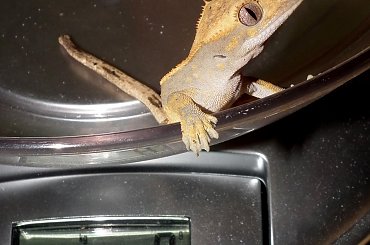 #CrestedGecko #GekonOrzęsiony #RhacodactylusCiliatus