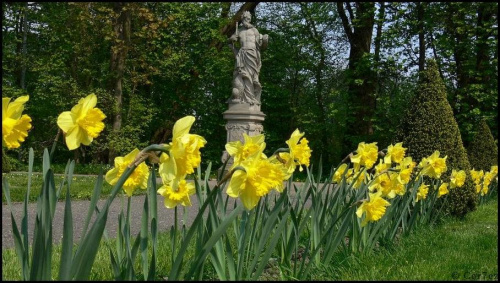 #kwiaty #ParkWilanowski #tulipany #Wilanów #wiosna #Wiosna2011