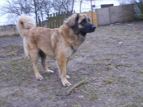 leonberger, leonbergery, apteka Natury #leonberger #leonbergery #AptekaNatury