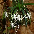 Neofinetia falcata