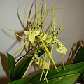 Brassia