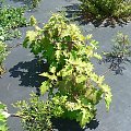 Hydrangea quercifolia `Harmony` młoda roślina