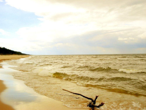 Plaża w stegnie www.stegna.za.pl #plaża #morze #woda #konar #stegna #pokoje