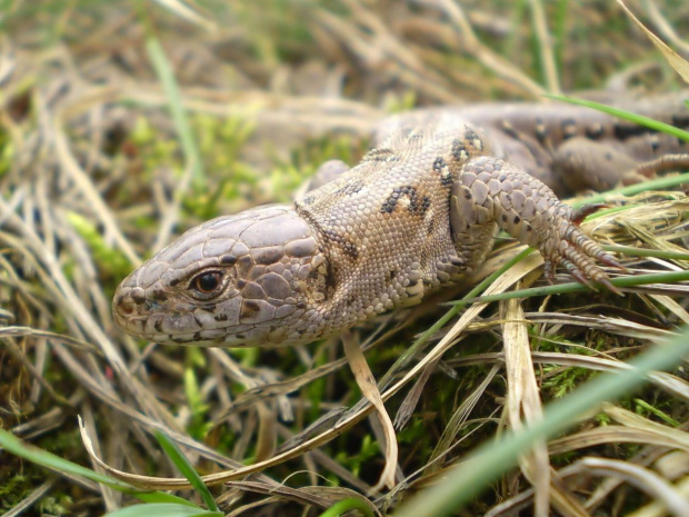 9 . Jaszczurka zwinka - Lacerta agilis . Data : 19.03.2009. Miejscowość : Piaski Wielkopolskie .