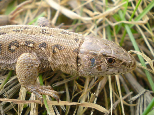 9a . Jaszczurka zwinka - Lacerta agilis . Data : 19.03.2009. Miejscowość : Piaski Wielkopolskie .