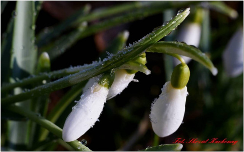 #przebiśniegi #śnieg #makro #szron