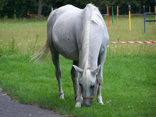 park chorzow-osrodek harcerski #konie #ficiol007