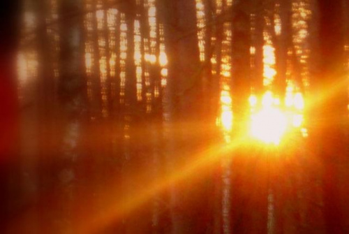 Zachód słońca w lesie..