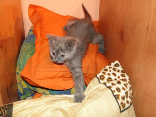 Koty do adopcji