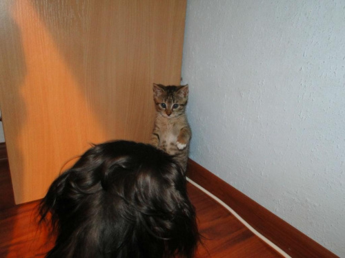 Koty do adopcji