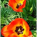 #kwiaty #ogród #Tulipany #wiosna