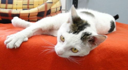 do adopcji