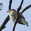 Drozd śpiewak (Turdus philomelos) na jesionie obok naszego domu