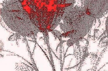 #dziwne #natura #jaba #dziwadełko #kwiaty #przeróbki