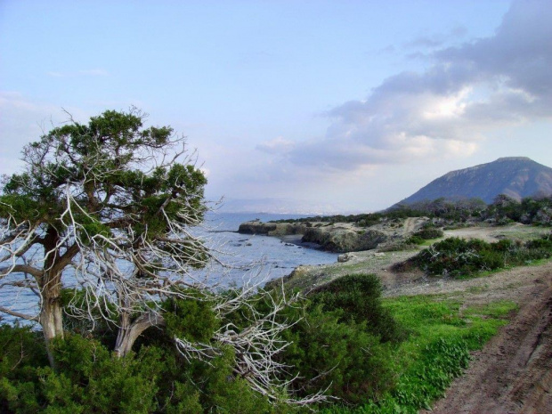 Akamas-Cypr #przyroda #DziczMorze #skaly #droga #drzewo