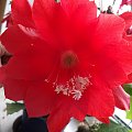 Epifyllum Epiphyllum Haw.rodzaj obejmujący 19 gatunków roślin z rodziny kaktusowatych. Występują w Meksyku i Ameryce Południowej.Są to epifity, u których łodyga do złudzenia upodobniła się do liścia. Kwiaty duże, białe,różowe lub czerwone.Ten kwitnie n...