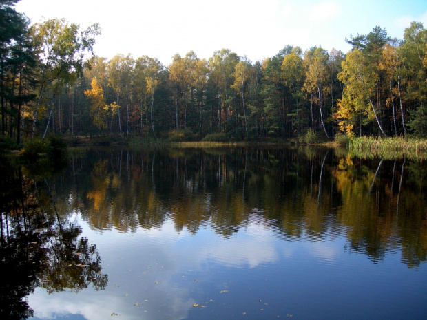 Las niedaleko Luciejowa #jesień #jezioro #łódzkie #las #odbicie #weekend