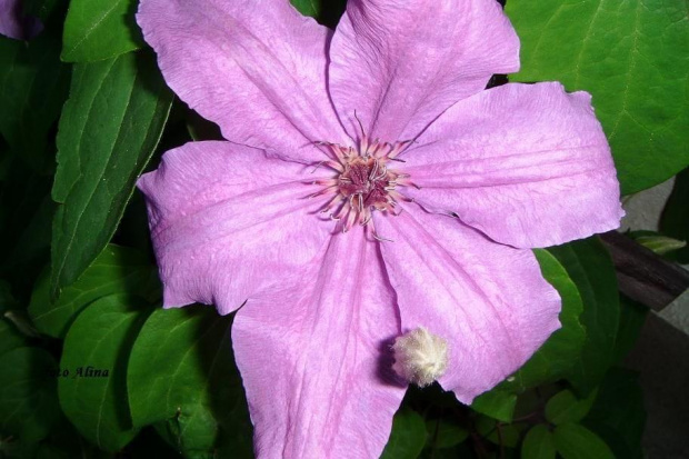 clematis ....