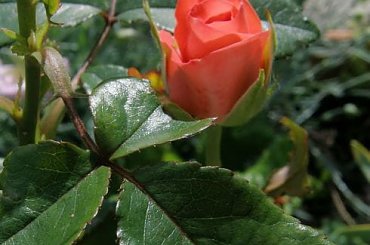 Carina #róże