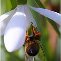 #wiosna #pszczoła #przebiśniegi #makro