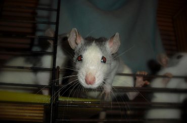 hAśki #rat #rats #szczur #szczury