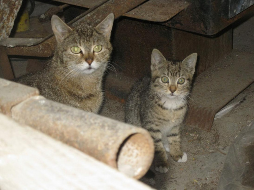 kotki
