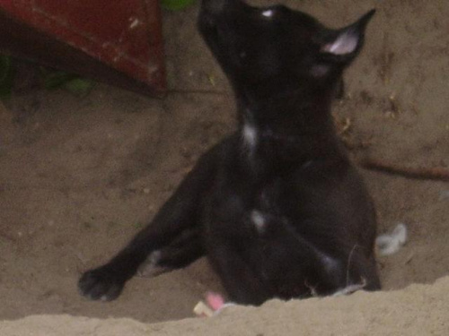 psy