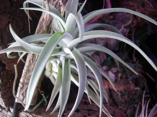Tillandsia harrisii