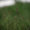 Pierwsze makro przyrody