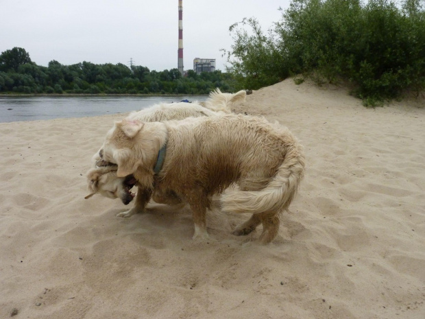 Brutus i Duffel, Wisła, czerwiec 2011