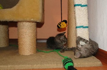 Koty do adopcji #adopcja #adoptuję #Gliwice #koty #pokochaj #psy #schroniska #schronisko #SzukaDomu #śląskie #zwierzęta