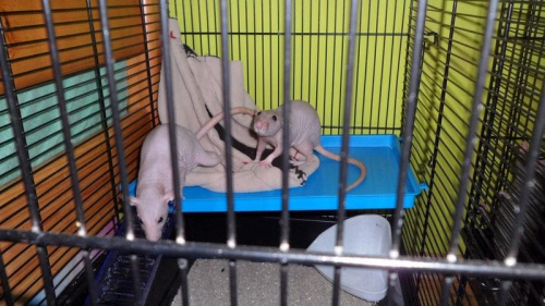 nowowści #szczurki #szczury #zwierzęta
