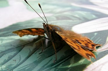 był bardzo natrętny #motyl