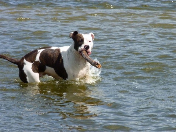 Lola, Wisła, czerwiec 2011