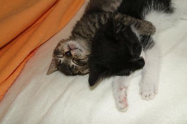 Koty do adopcji #adopcja #adoptuję #Gliwice #koty #pokochaj #psy #schroniska #schronisko #SzukaDomu #śląskie #zwierzęta