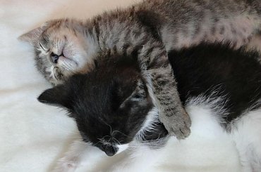 Koty do adopcji #adopcja #adoptuję #Gliwice #koty #pokochaj #psy #schroniska #schronisko #SzukaDomu #śląskie #zwierzęta