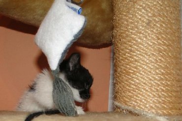 Koty do adopcji #adopcja #adoptuję #Gliwice #koty #pokochaj #psy #schroniska #schronisko #SzukaDomu #śląskie #zwierzęta