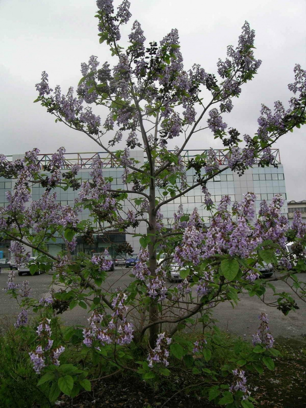 paulownia puszysta