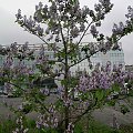 paulownia puszysta