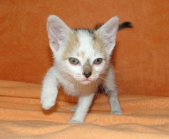 Koty do adopcji #AdopcjeZwierząt #DoAdopcji #dogo #kicie #kot #koty #miau #zwierzęta