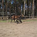 Lady Giga