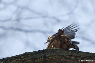 Kowaliki w tańcu godowym #ptaki #kowalik #wiosna #przyroda #natura