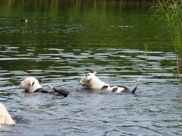 Lola i Benek, Kruczek, lipiec 2011